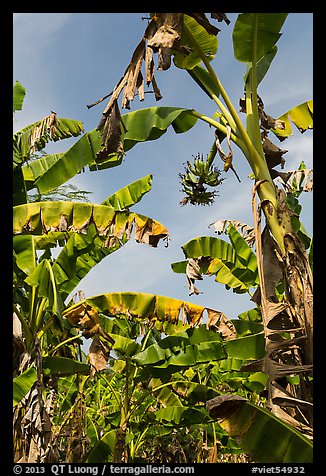 Banana trees. Ben Tre, Vietnam (color)