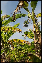 Banana trees. Ben Tre, Vietnam ( color)