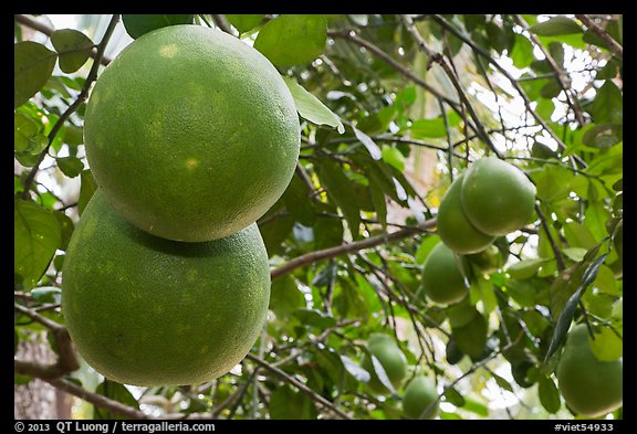 Grapefruit on tree. Ben Tre, Vietnam (color)