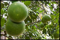 Grapefruit on tree. Ben Tre, Vietnam (color)