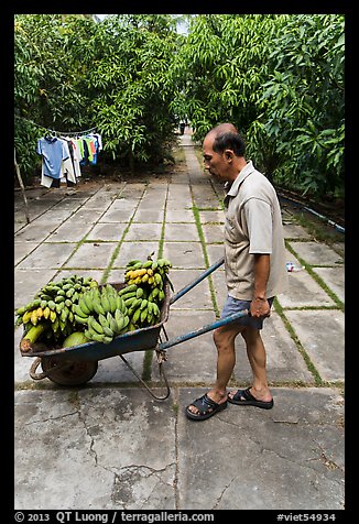 Man with wheelbarrow filled with bananas and coconuts. Ben Tre, Vietnam (color)