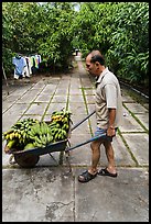 Man with wheelbarrow filled with bananas and coconuts. Ben Tre, Vietnam (color)