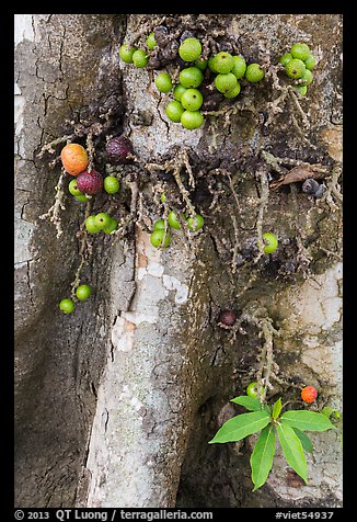 Close-up of bark and fig. My Tho, Vietnam