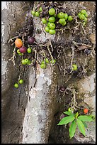 Close-up of bark and fig. My Tho, Vietnam (color)