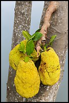 Jackfruit on tree. My Tho, Vietnam (color)