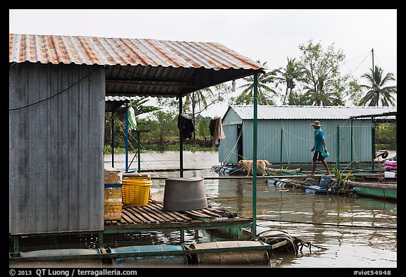 Man and dog walking across houseboats. My Tho, Vietnam (color)