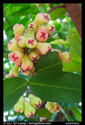 Close-up of Malay apples on tree. My Tho, Vietnam (color)