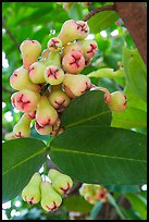 Close-up of Malay apples on tree. My Tho, Vietnam ( color)