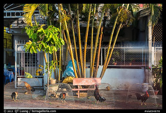 Chicken and roosters encaged on sidewalk. Tra Vinh, Vietnam (color)