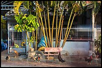 Chicken and roosters encaged on sidewalk. Tra Vinh, Vietnam (color)