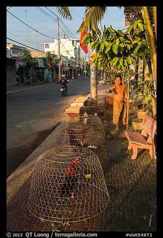 Man feeding chicken. Tra Vinh, Vietnam (color)