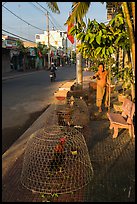 Man feeding chicken. Tra Vinh, Vietnam (color)