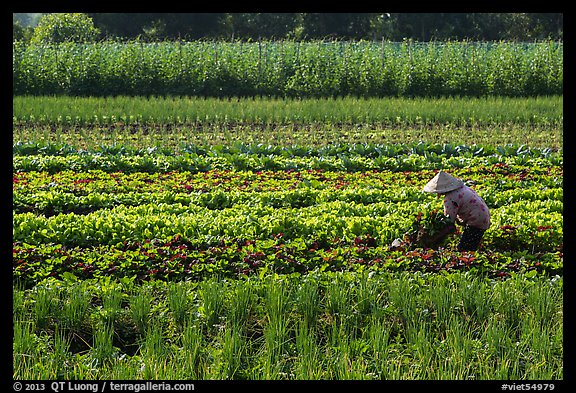 Woman in field of vegetables. Tra Vinh, Vietnam (color)