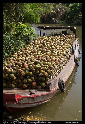 Barge loaded with coconuts. Tra Vinh, Vietnam