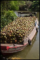 Barge loaded with coconuts. Tra Vinh, Vietnam ( color)