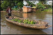 Woman paddling sampan loaded with bananas. Can Tho, Vietnam (color)