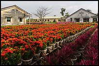 Flower nursery. Sa Dec, Vietnam ( color)