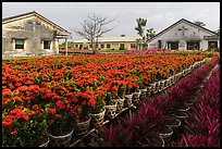 Flower nursery. Sa Dec, Vietnam (color)