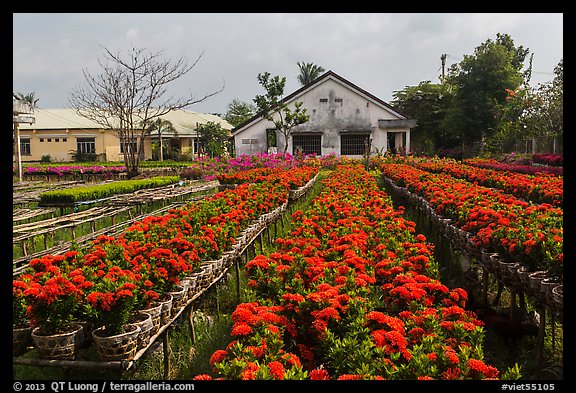 Rows of potted red flowers. Sa Dec, Vietnam