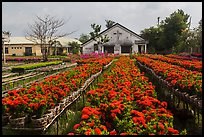 Rows of potted red flowers. Sa Dec, Vietnam ( color)