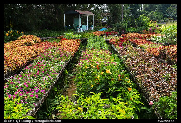 Multicolored flowers in nursery. Sa Dec, Vietnam (color)