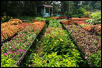 Multicolored flowers in nursery. Sa Dec, Vietnam ( color)