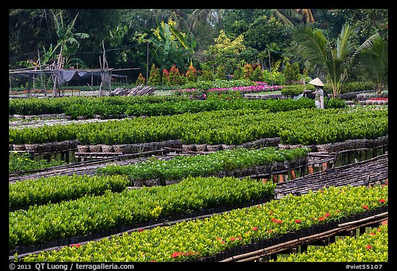 Woman watering flowers in nursery. Sa Dec, Vietnam (color)