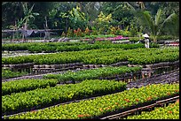 Woman watering flowers in nursery. Sa Dec, Vietnam (color)