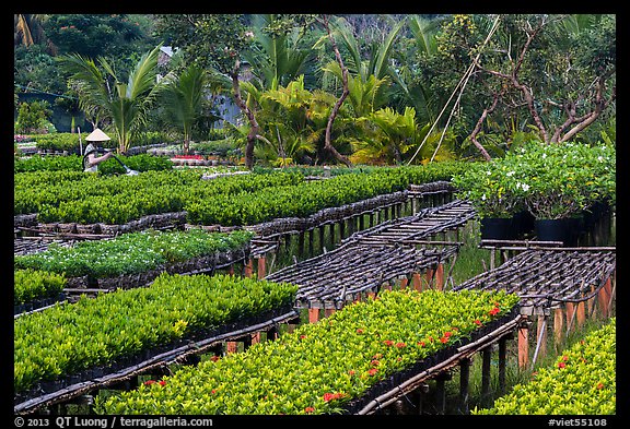 Woman watering flowers in nursery. Sa Dec, Vietnam