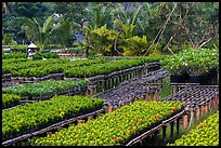 Woman watering flowers in nursery. Sa Dec, Vietnam ( color)