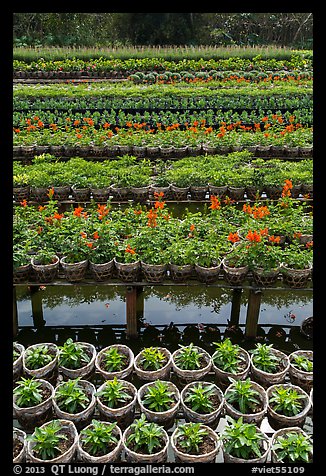Potted flowers rows. Sa Dec, Vietnam (color)