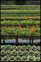 Potted flowers rows. Sa Dec, Vietnam (color)