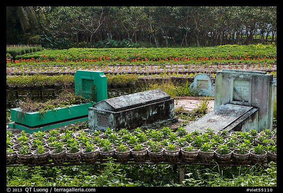 Tombs amidst rows of potted flowers. Sa Dec, Vietnam (color)