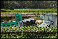 Tombs amidst rows of potted flowers. Sa Dec, Vietnam ( color)