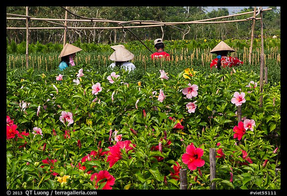 Flowers and workers in flower field. Sa Dec, Vietnam (color)