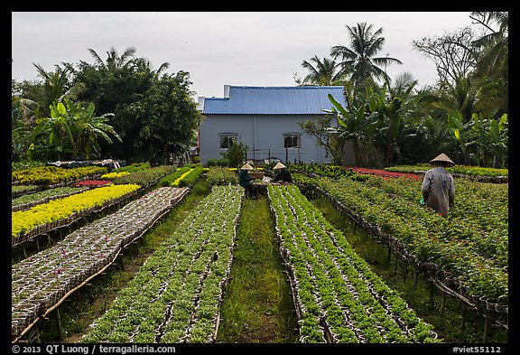 Workers amongst rows of potted flowers. Sa Dec, Vietnam (color)