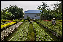 Workers amongst rows of potted flowers. Sa Dec, Vietnam (color)