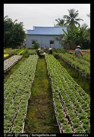 Nursery workers amongst rows of flowers. Sa Dec, Vietnam (color)