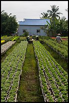 Nursery workers amongst rows of flowers. Sa Dec, Vietnam ( color)