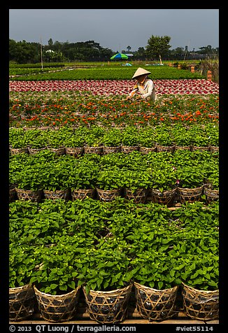 Woman tending to flowers. Sa Dec, Vietnam (color)