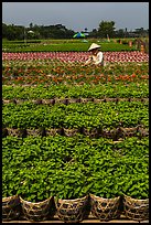 Woman tending to flowers. Sa Dec, Vietnam (color)