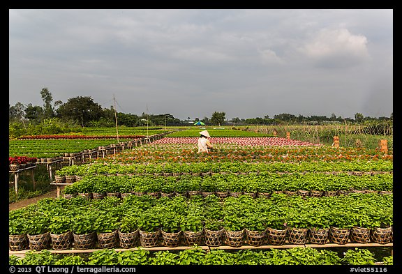 Rows of potted plants. Sa Dec, Vietnam (color)