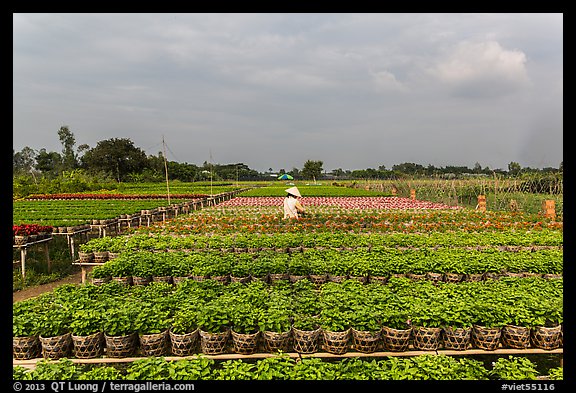 Rows of potted plants. Sa Dec, Vietnam (color)