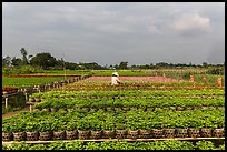 Rows of potted plants. Sa Dec, Vietnam (color)