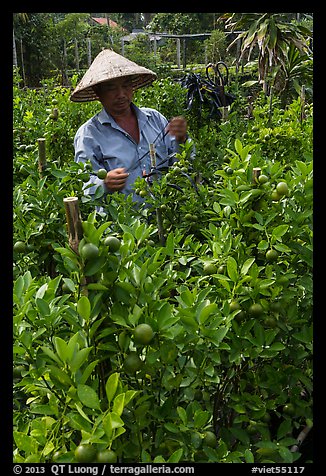 Man taking care of fruit trees. Sa Dec, Vietnam (color)