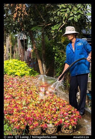 Worker watering flowers. Sa Dec, Vietnam (color)