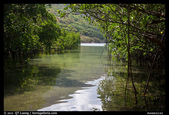 Channel in mangrove forest, Bay Canh Island, Con Dao National Park. Con Dao Islands, Vietnam (color)