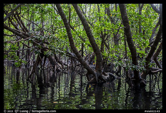 Mangrove forest, Bay Canh Island, Con Dao National Park. Con Dao Islands, Vietnam (color)