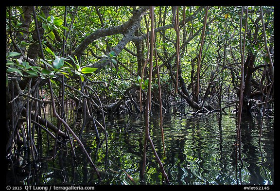 Dense mangroves growing in water, Bay Canh Island, Con Dao National Park. Con Dao Islands, Vietnam (color)