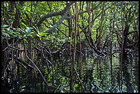 Dense mangroves growing in water, Bay Canh Island, Con Dao National Park. Con Dao Islands, Vietnam ( color)